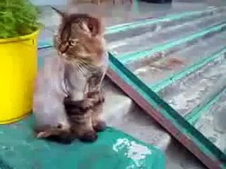 Кот в сапогах