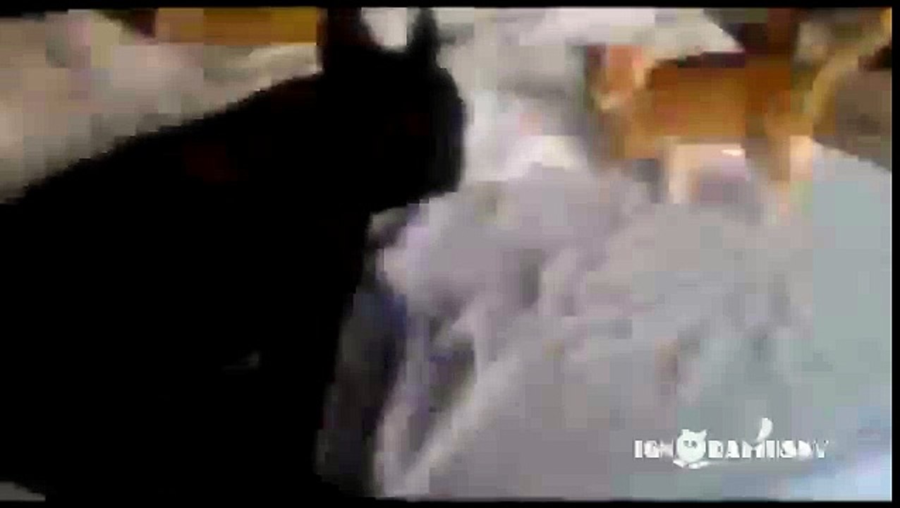 Кот задушил мопса. Это жэсть!