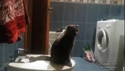 Кот терпеть не может соседей