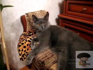 Брутальные коты. metal brutal cats