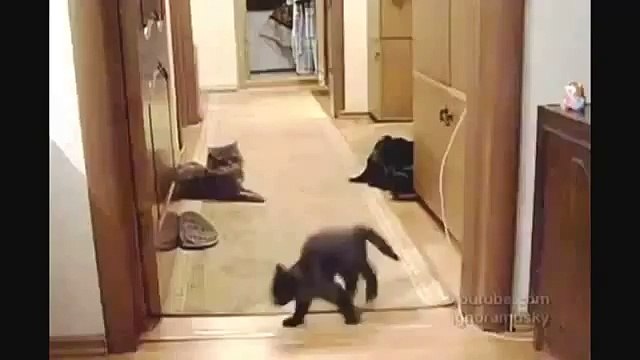 Воинственный котенок. Ну очень смешно! Militant kitten