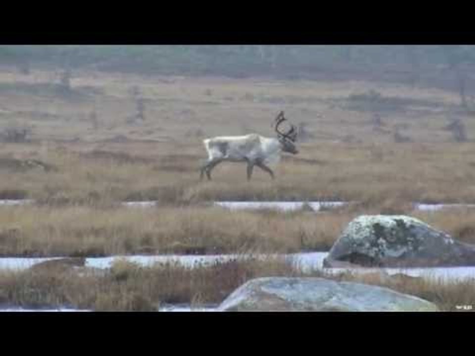 Girl Hunting Caribou In Newfoundland