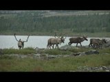 Caribou Hunting on the Leaf River