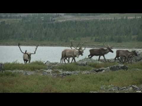 Caribou Hunting on the Leaf River