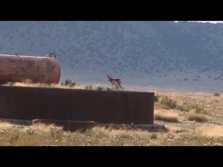 New Mexico Pronghorn Hunting