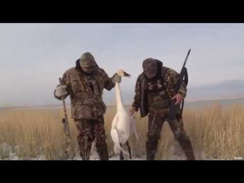 Goose Hunting Action In Montana video Dailymotion