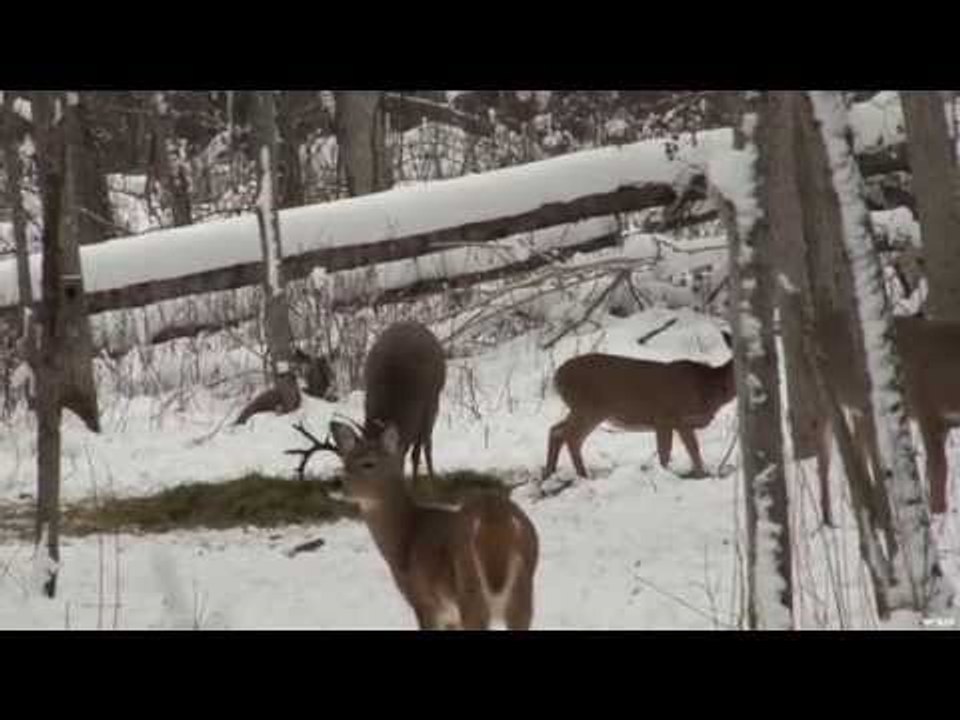 Saskatchewan Whitetail Hunt