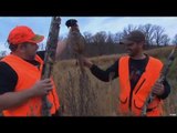 Hunting Pheasant in North Dakota