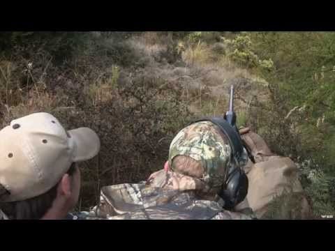 Hunting Deer in the Woods