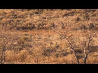 Hunting Deer In Wyoming