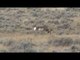 Girl Hunting Antelope Part 2