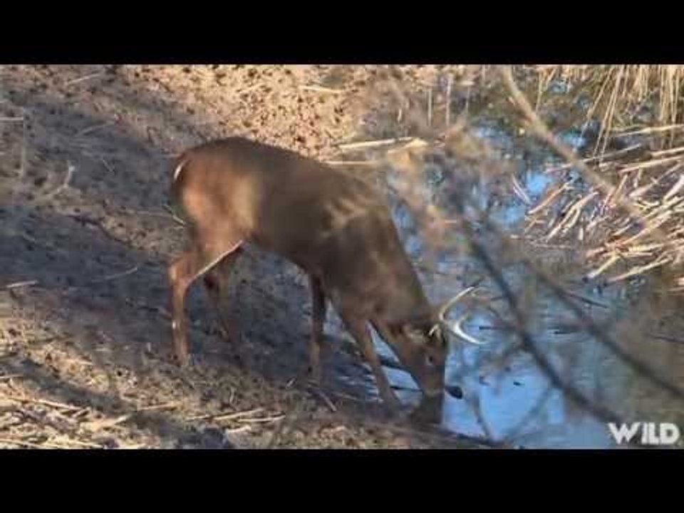Hunting Young Deer
