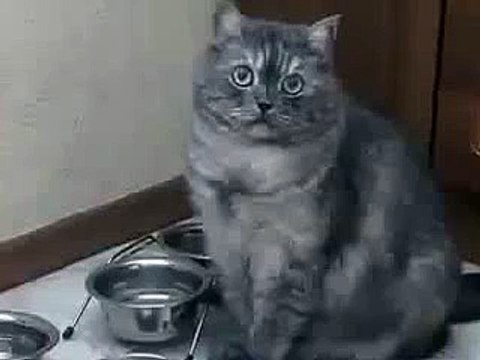 Голодный кот просит пожрать