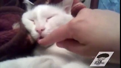 Длинный язык. Long tongue