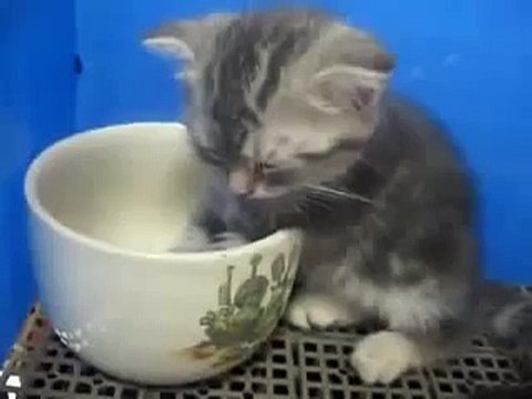 Забавный котенок уснул в чашке