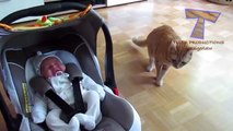Kedi ve Köpeklerin ilk defa bebekler ile karşılaşmaları