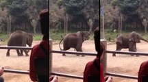 There’s Lionel Messi And There’s This Elephant