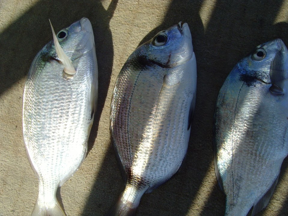 Devasal Karagözler ve Çipurular İzmir Çeşme Avı - I ( 02.02.2016 )