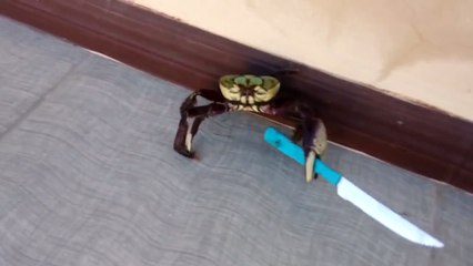 A crab with a knife