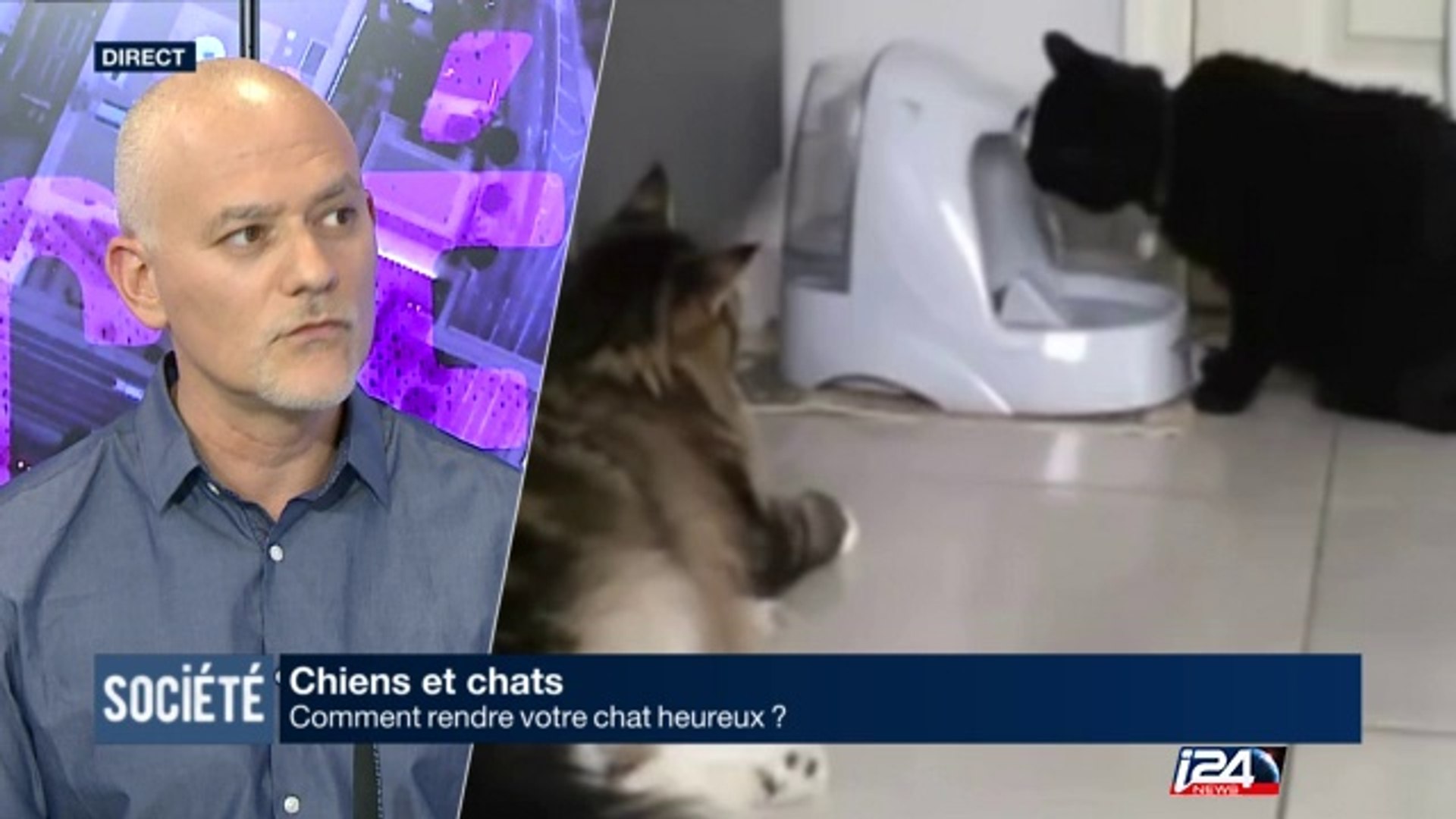 Comment Rendre Votre Chat Heureux Video Dailymotion