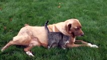 Kedi yavrusunu emziren köpek görenleri hayrete düşürüyor