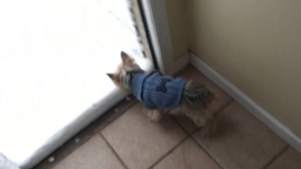 Smart Dog Takes One Look At Snowmageddon And Nopes Right Out