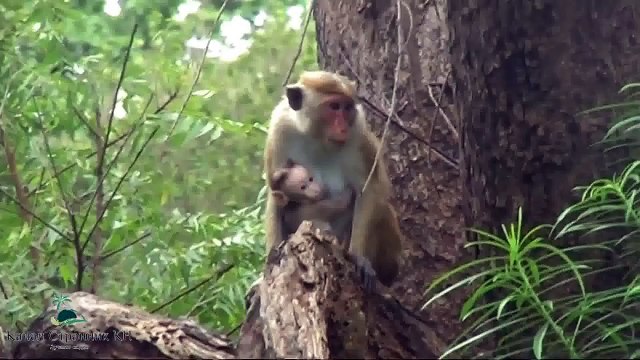 80 чудес света- Гигантская статуя лежащего Будды в Полоннаруве Шри-Ланка- Часть 23