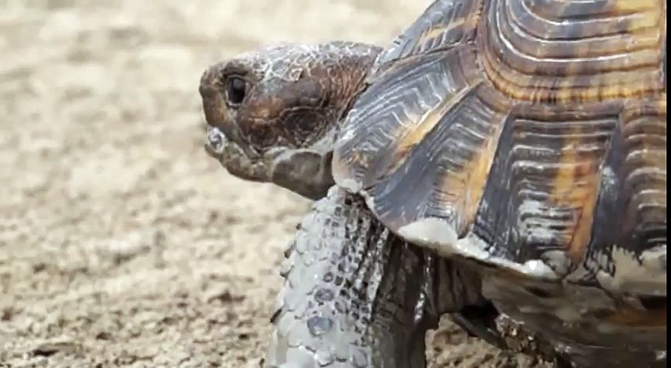 Черепаха средиземноморская и грязевые вулканы.Spur-thighed tortoise and mud volcanoes