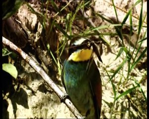 Черепашья долина (Чернобыльские джунгли)