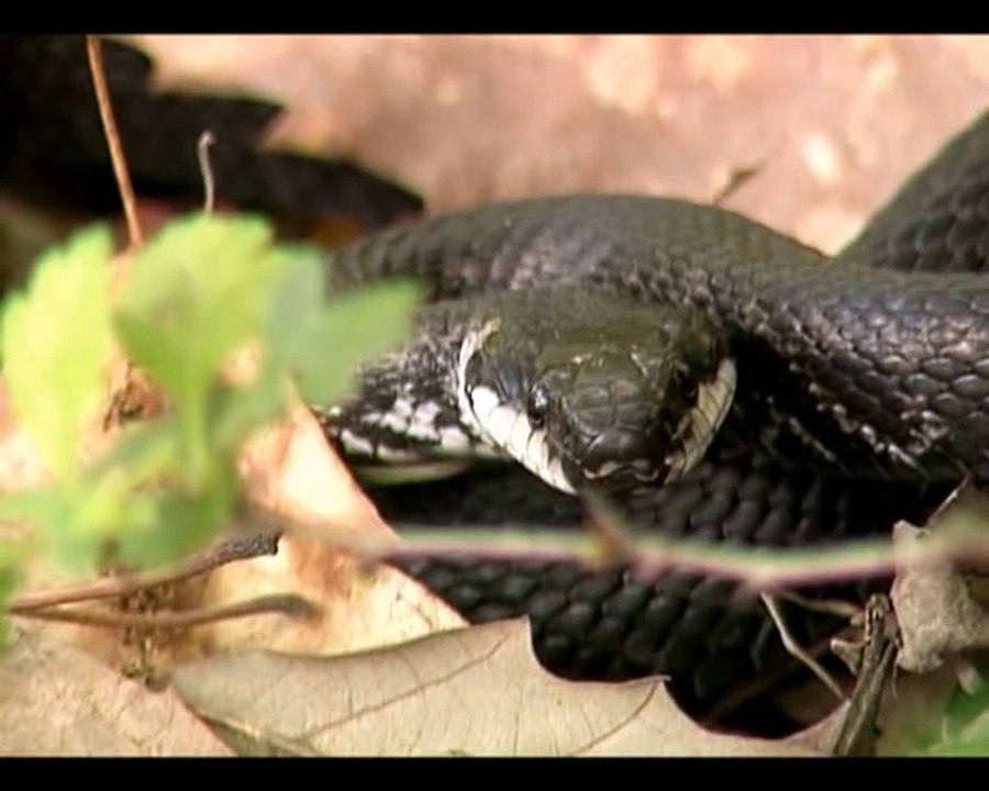 Эскулапов полоз. Elaphe longissima. Aesculapian Snake
