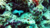Scuba Diving Sipadan