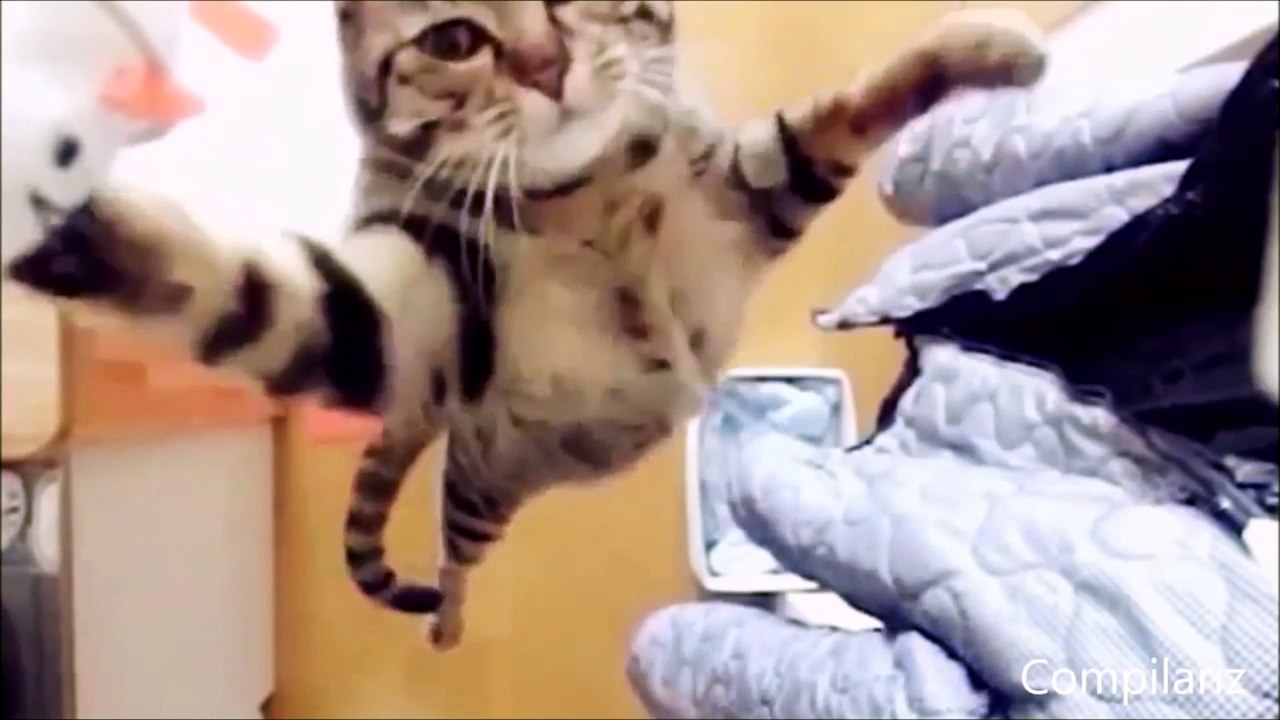 Cats Compilation 2016 - FUNNY VIDEO - OMG VIDEO