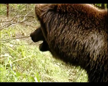 Поросенок и медведи. Piglet and bears.