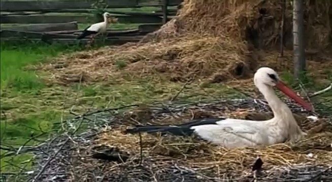 Смешные животные волк, аист и черепаха.