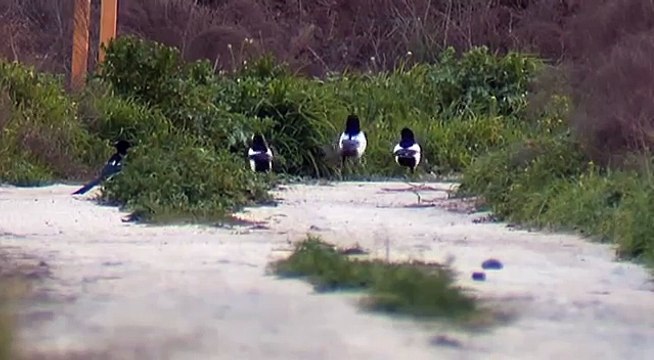 Сороки. Секс Измена Magpies. Sex Treason