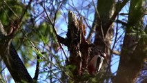 Great spotted woodpecker and fir-cone.