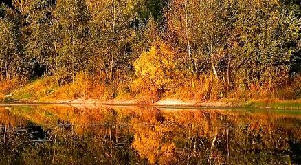 Hedgehog at watering. Еж на водопое.