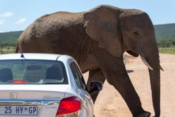 Aşk Acısı Çeken Fil Ortalığı Birbirine Kattı