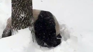 Tian Tian le panda s'amuse dans la neige