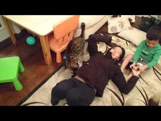 Bengal Cat Rocket Looking for a Safe Space