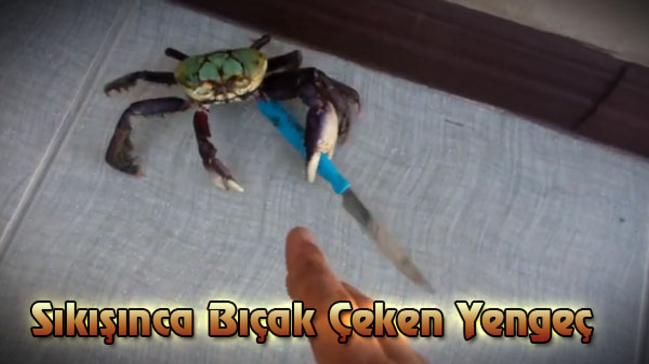 Sıkışınca bıçak çeken yengeç