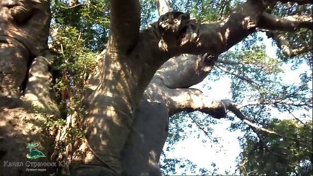 Чудеса Африки- Необычный ресторан внутри баобаба Санленд- Южная Африка