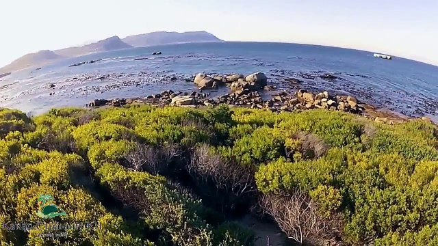 Чудеса Африки- Остров морских котиков и Пингвиний пляж в Кейптауне- Южная Африка