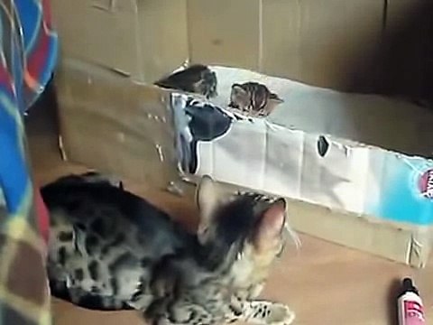 Бенгальская кошка гладит своих котят