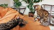 Бенгальские кошки балдеют на кровати пока хозяев нет