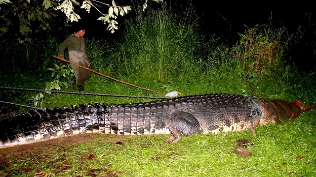 ПОЙМАН САМЫЙ БОЛЬШОЙ КРОКОДИЛ В МИРЕ!