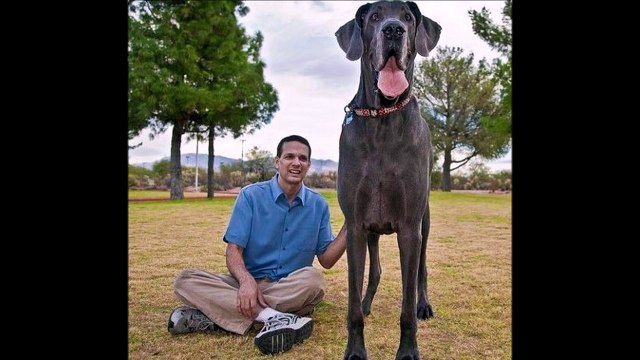 САМЫЕ БОЛЬШИЕ СОБАКИ В МИРЕ!