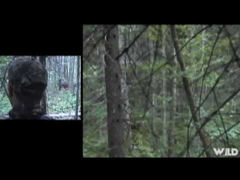 Hunting Black Bear In Maine