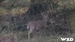 Bowhunting White-tailed Deer (UNCUT)