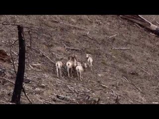 Hunting Rocky Mountain Sheep (UNCUT)